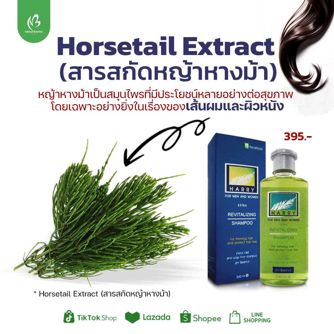 หญ้าหางม้าเป็นสมุนไพรที่มีประโยชน์หลายอย่างต่อสุขภาพ